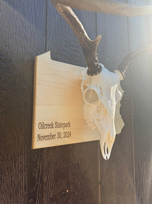 State European Deer Plaque Skull Mount