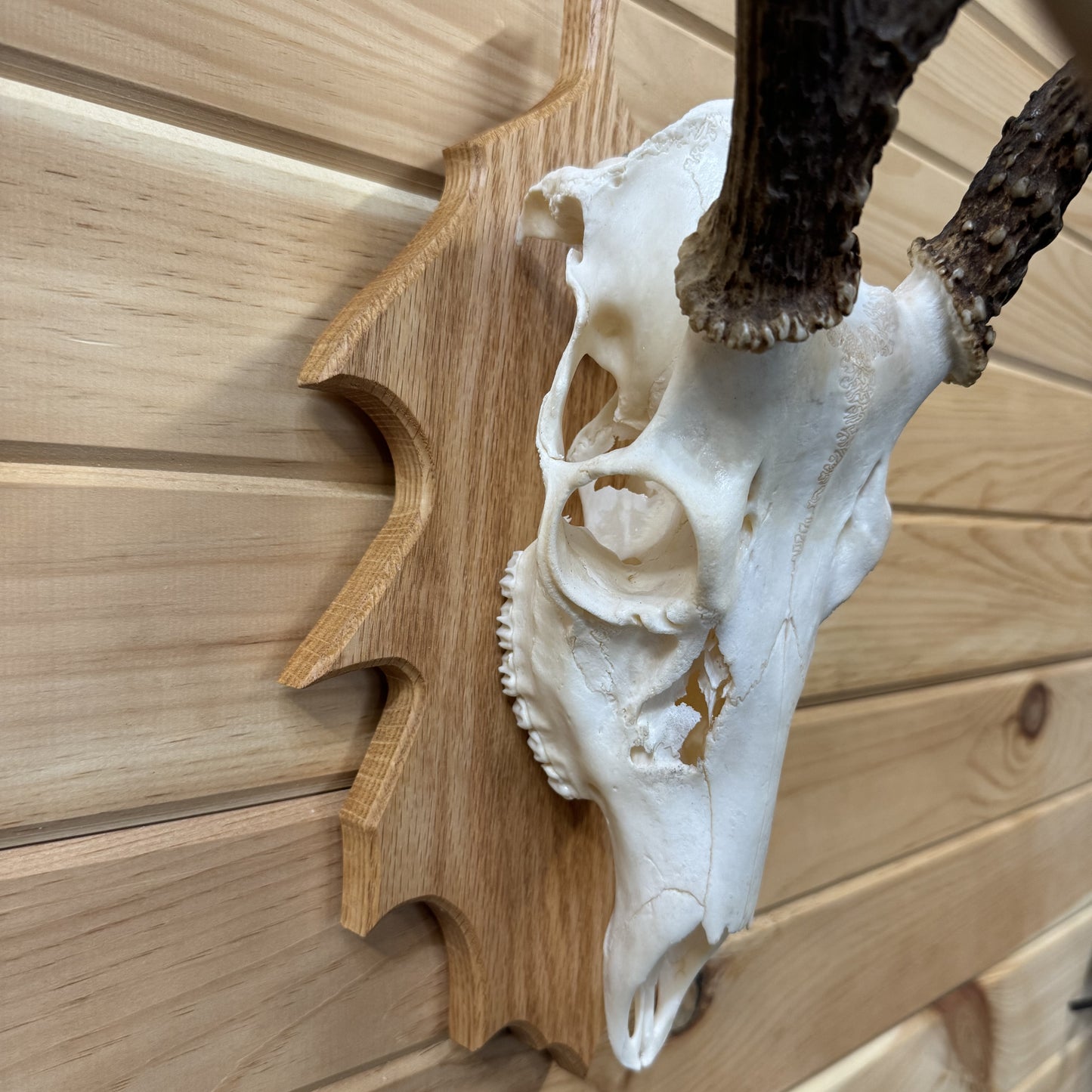 Oak-Leaf Deer Face Plate