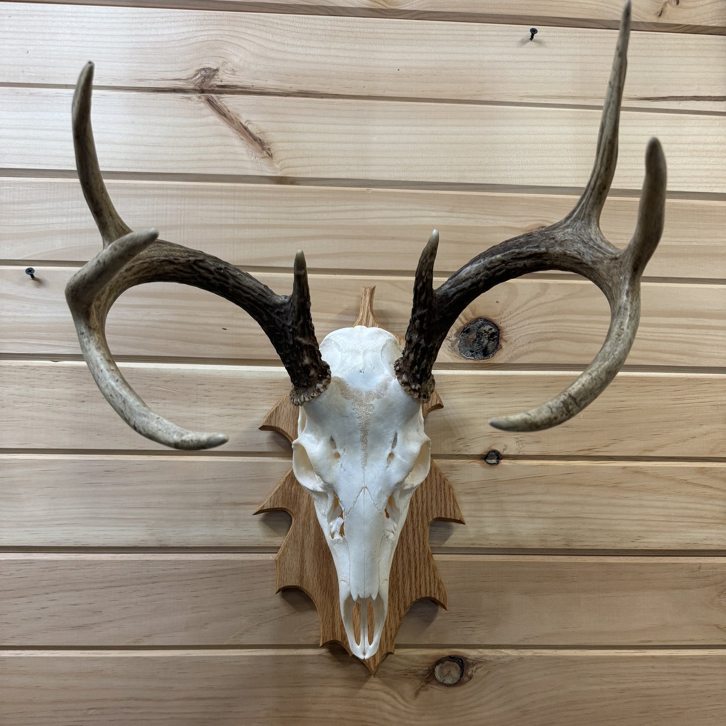Oak-Leaf Deer Face Plate