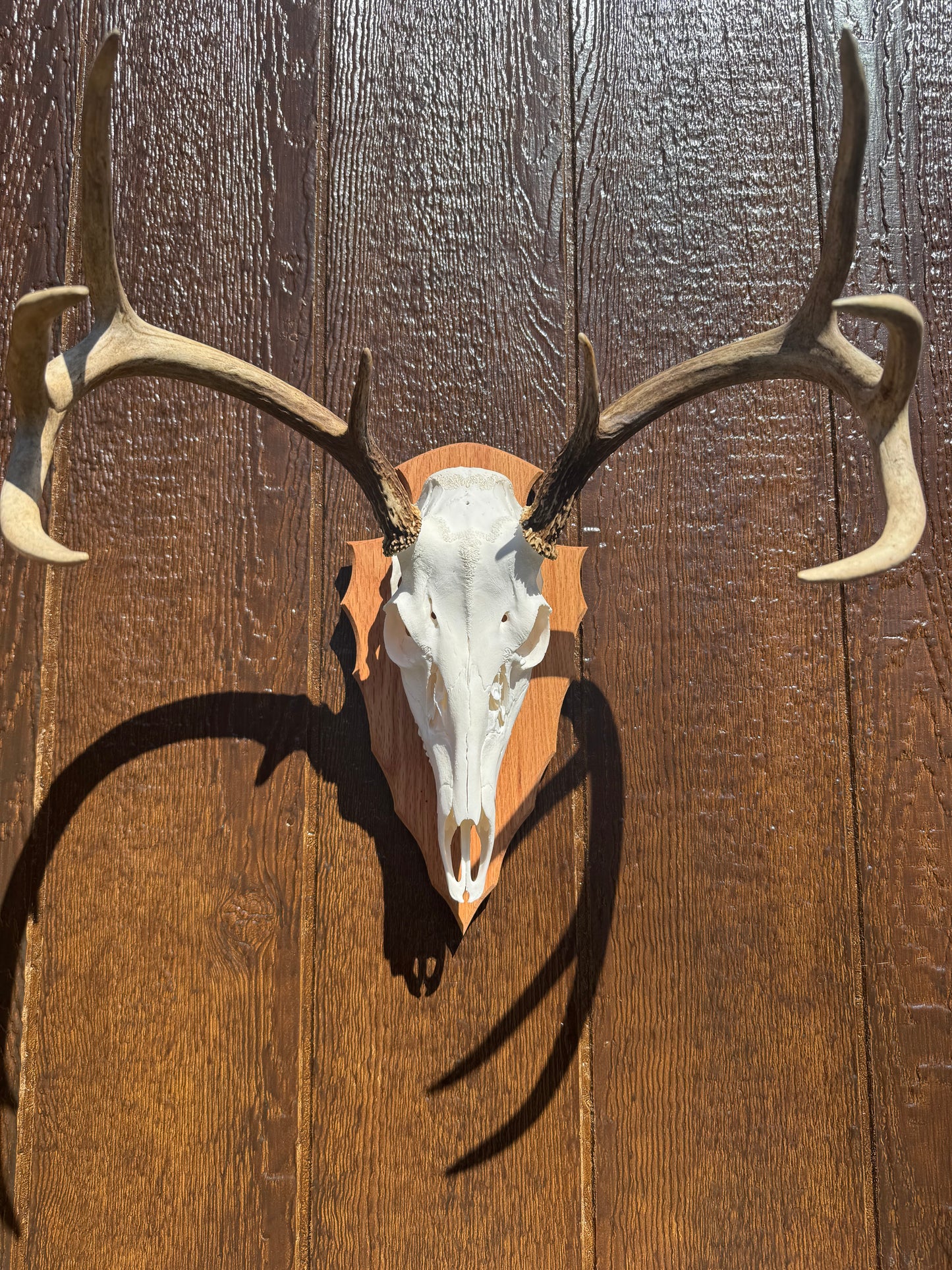 Arrowhead Deer European Face Plate