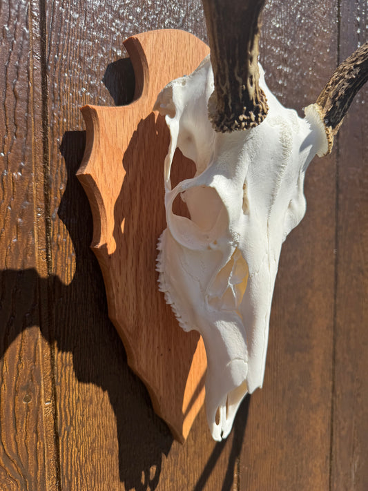 Arrowhead Deer European Face Plate