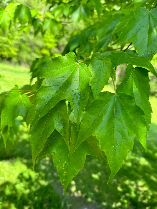 Pennsylvania Trees Series: Maple