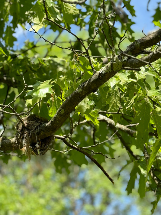 What Tree Is That? Here's How 4 North American Tree Species Differ