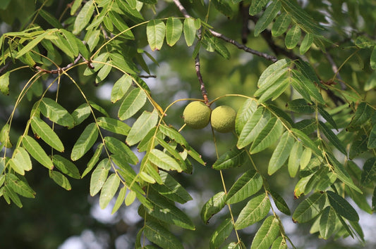 Pennsylvania Trees Series: Black Walnut: Nature’s Hardwood Royalty