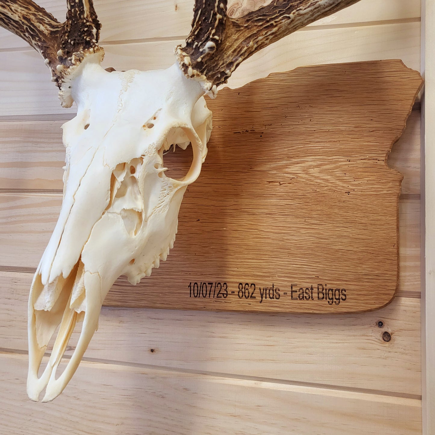 State European Deer Plaque Skull Mount