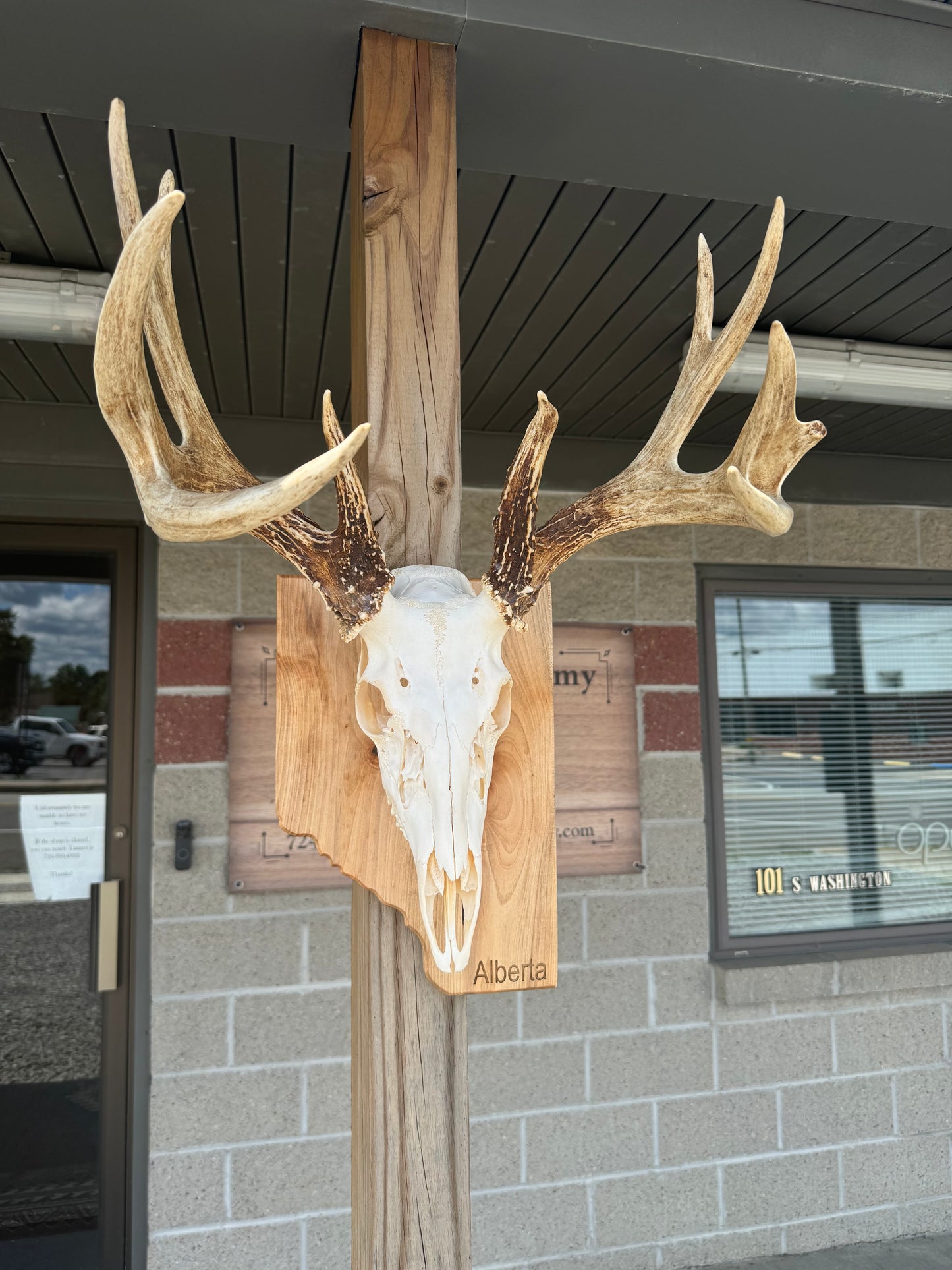 Provincial European Deer Plaque - Skull Mount