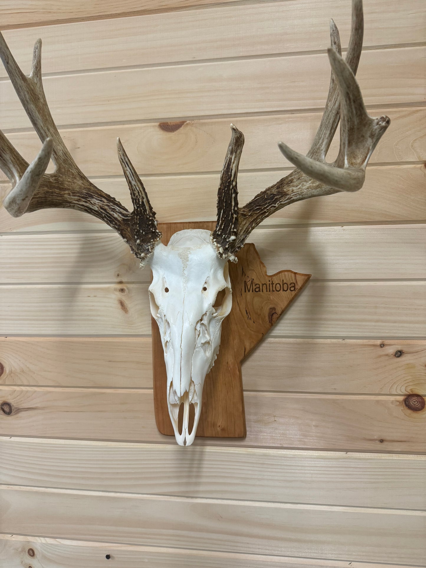 Provincial European Deer Plaque - Skull Mount