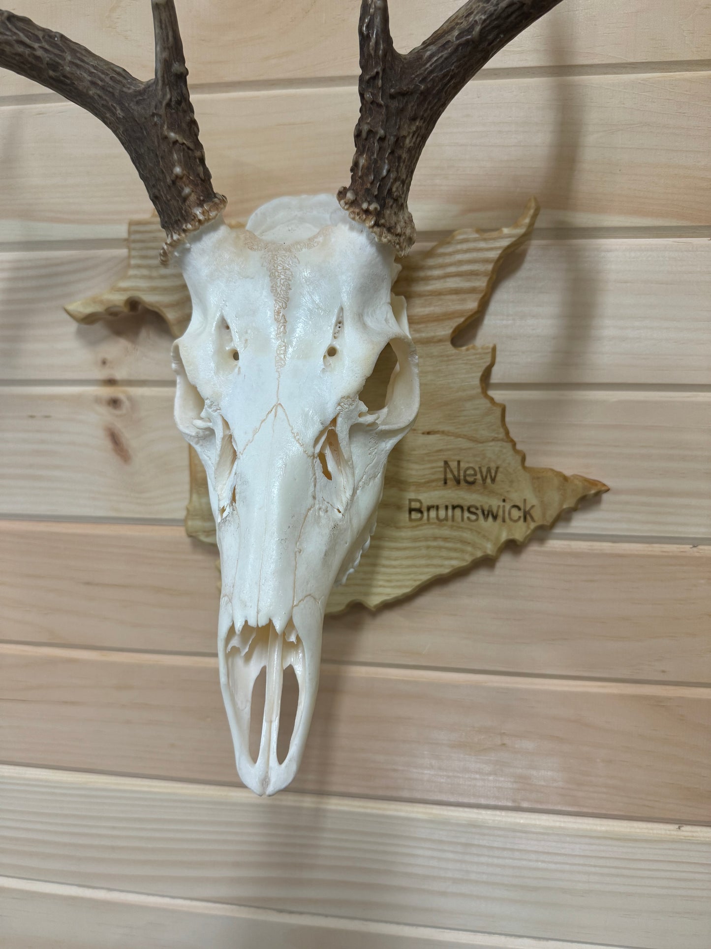 Provincial European Deer Plaque - Skull Mount