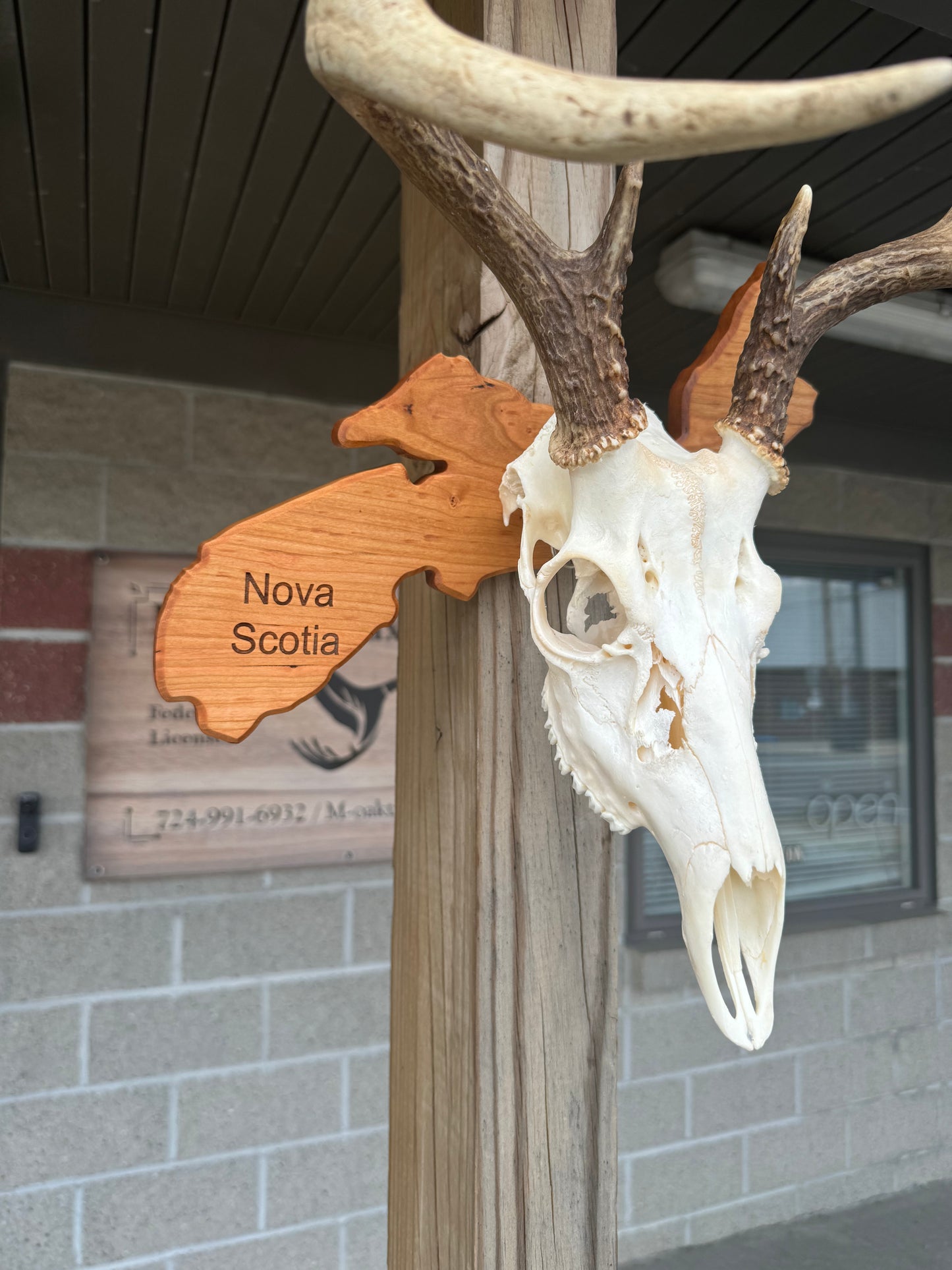 Provincial European Deer Plaque - Skull Mount