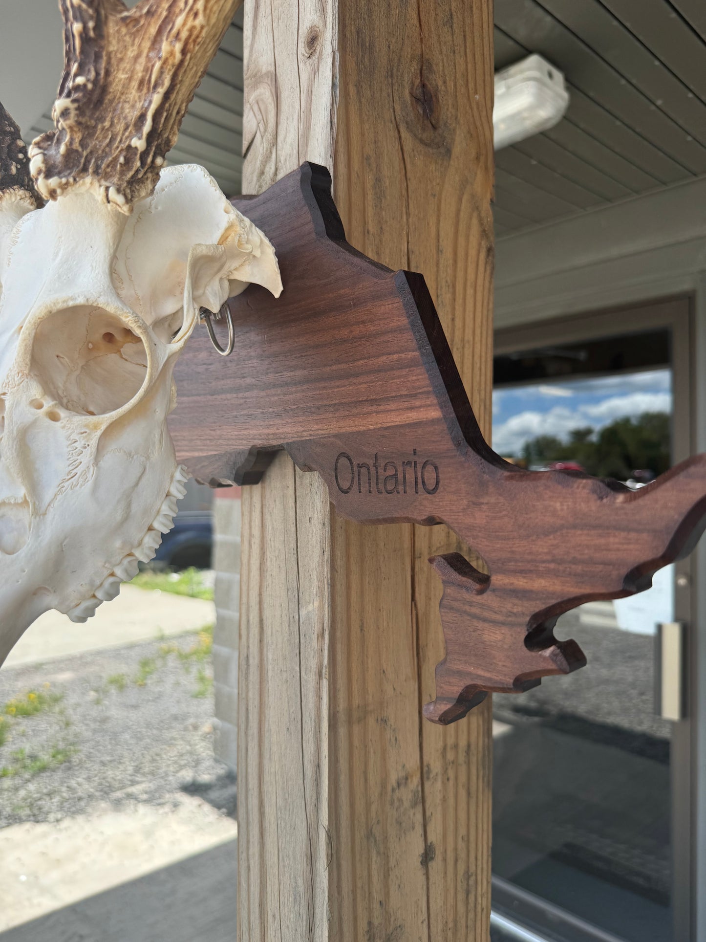 Provincial European Deer Plaque - Skull Mount