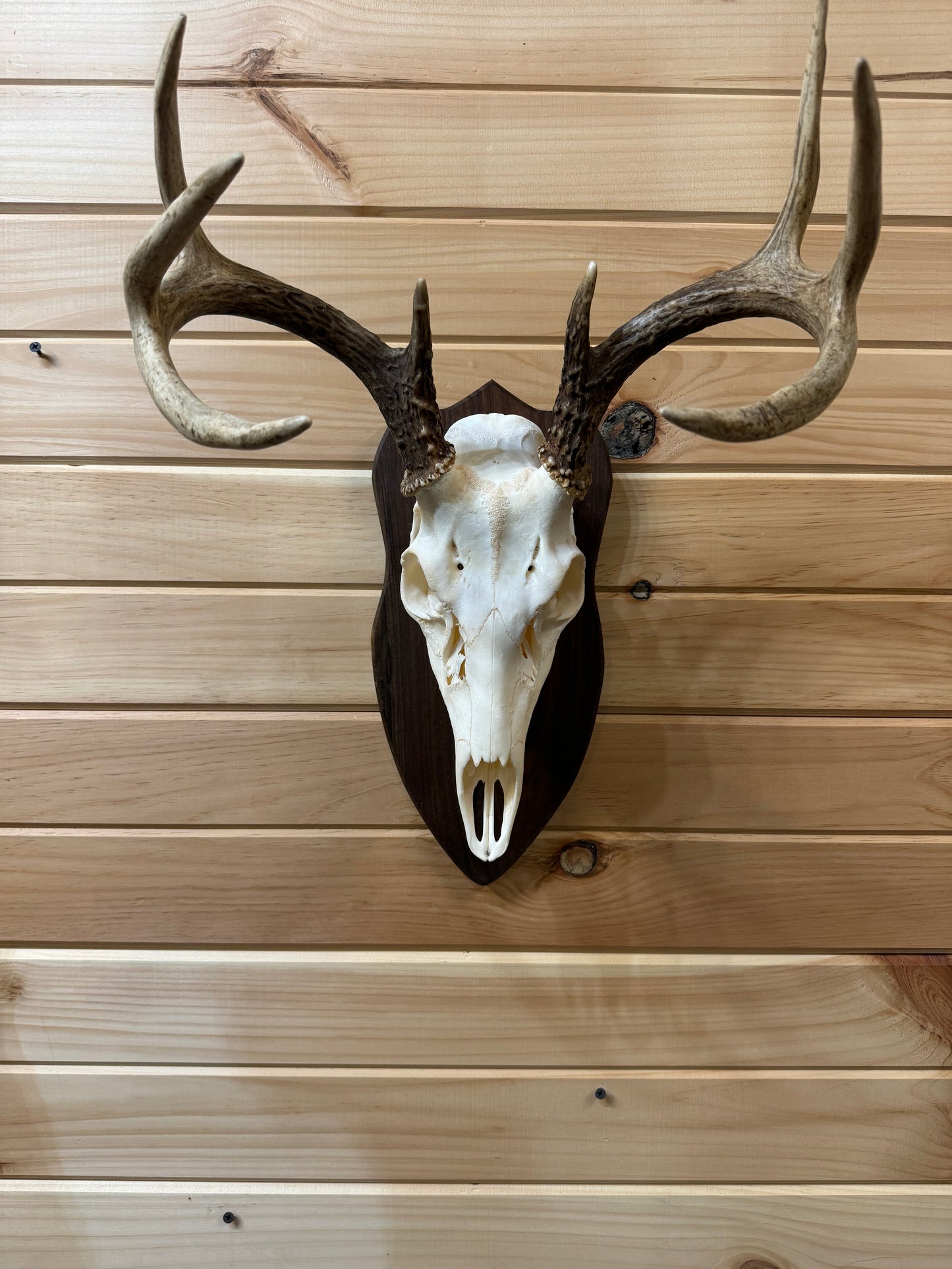 Classic Deer European Face Plates