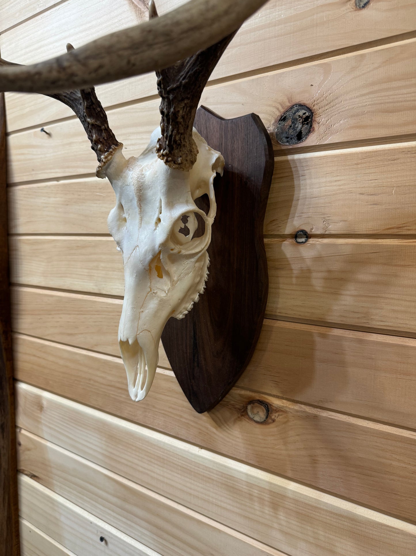 Classic Deer European Face Plates