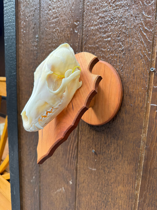 Coyote Arrowhead Pedestal