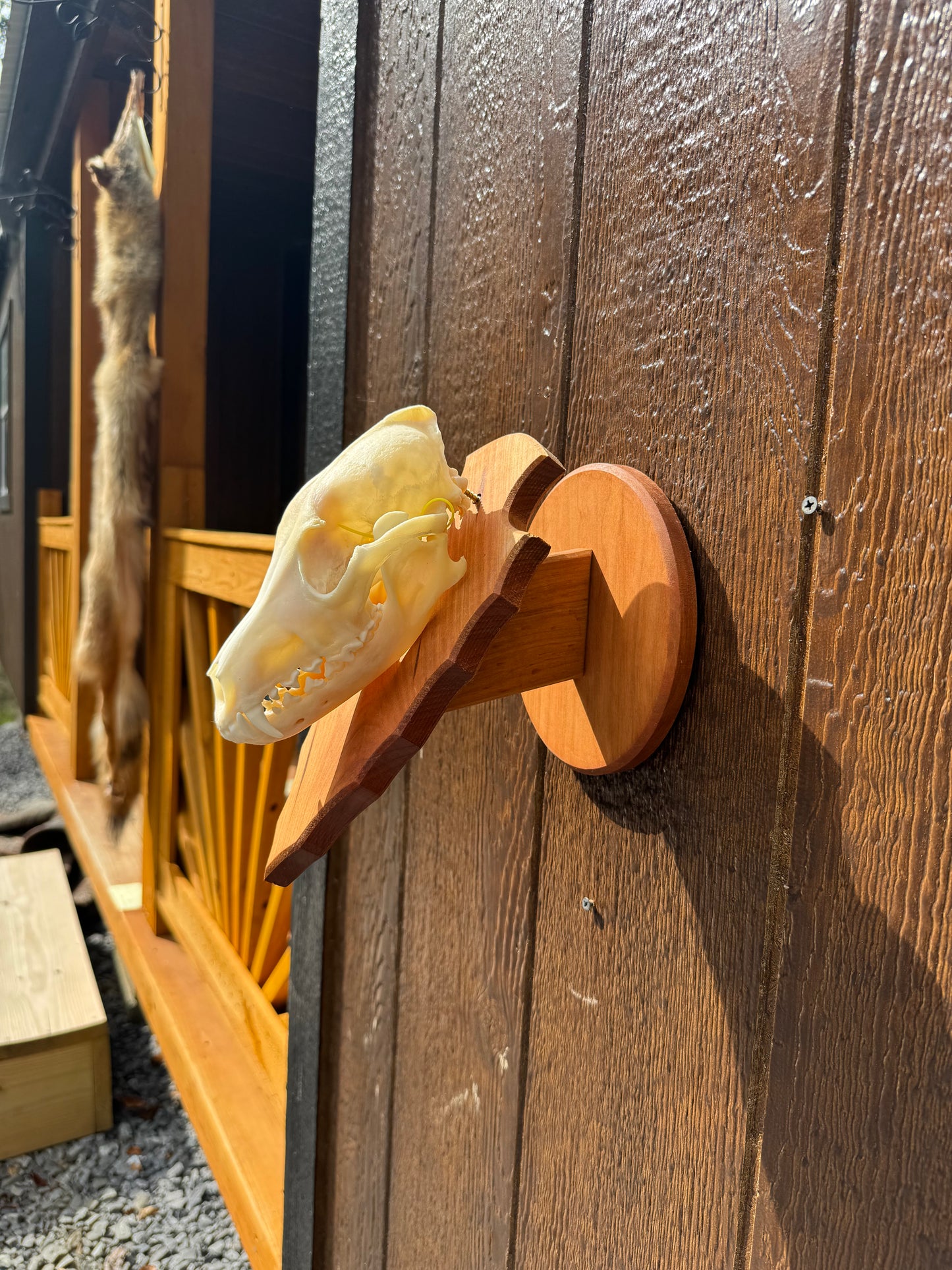 Coyote Arrowhead Pedestal