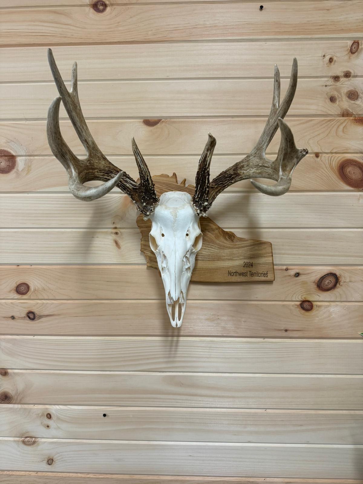 Provincial European Deer Plaque - Skull Mount