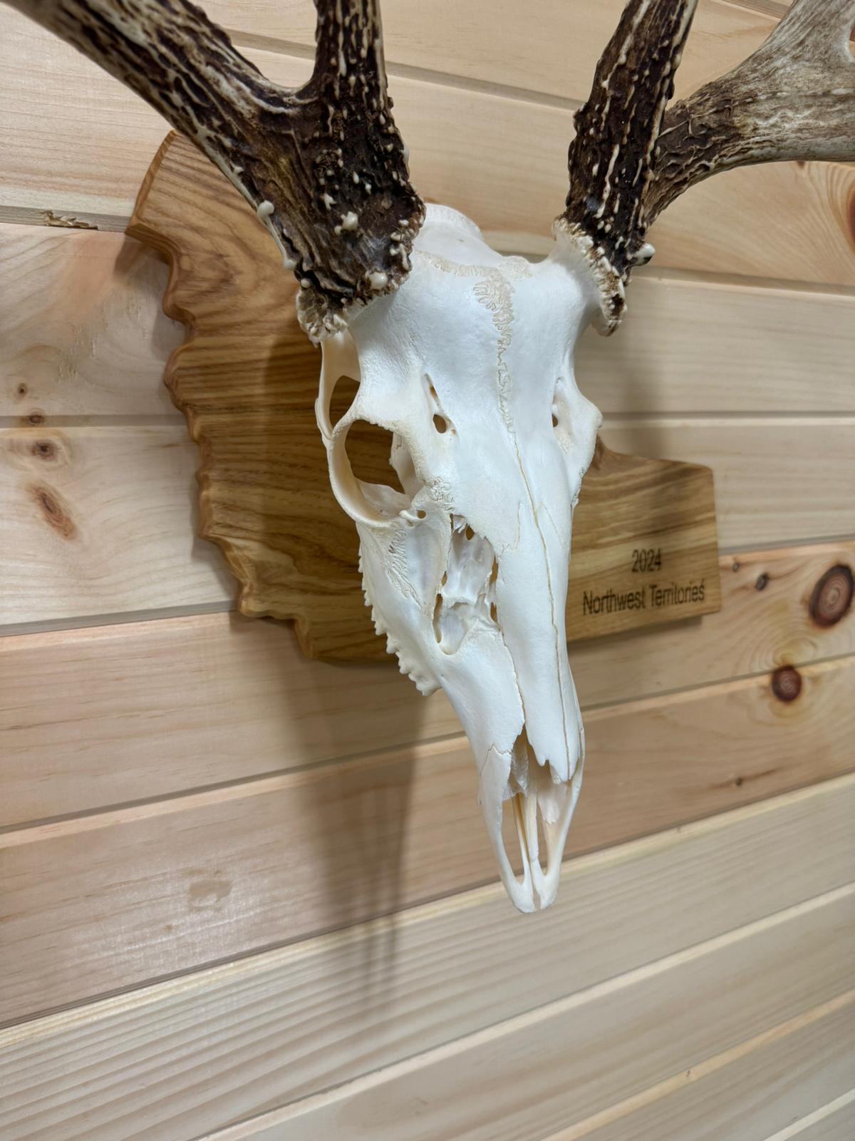 Provincial European Deer Plaque - Skull Mount