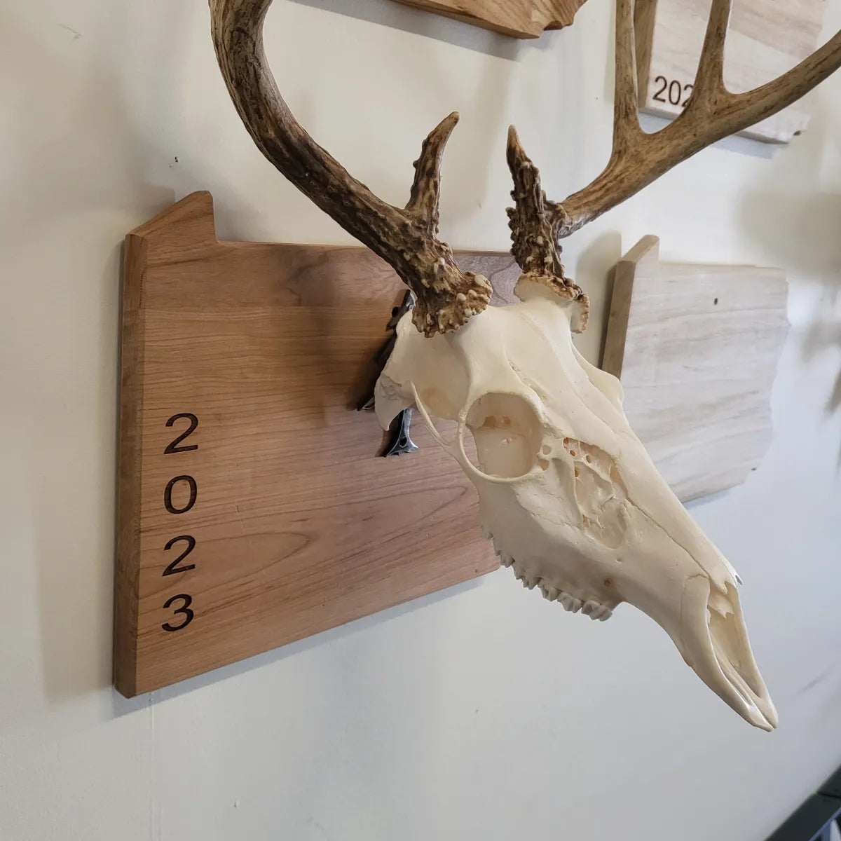 State European Deer Plaque Skull Mount