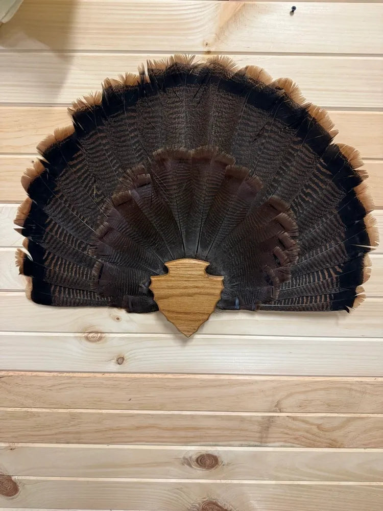 Arrowhead Turkey Tail Plaque