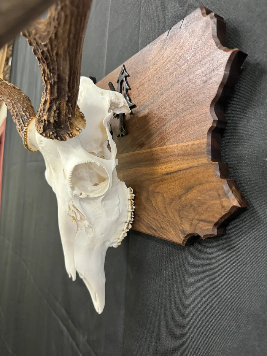 State European Deer Plaque Skull Mount