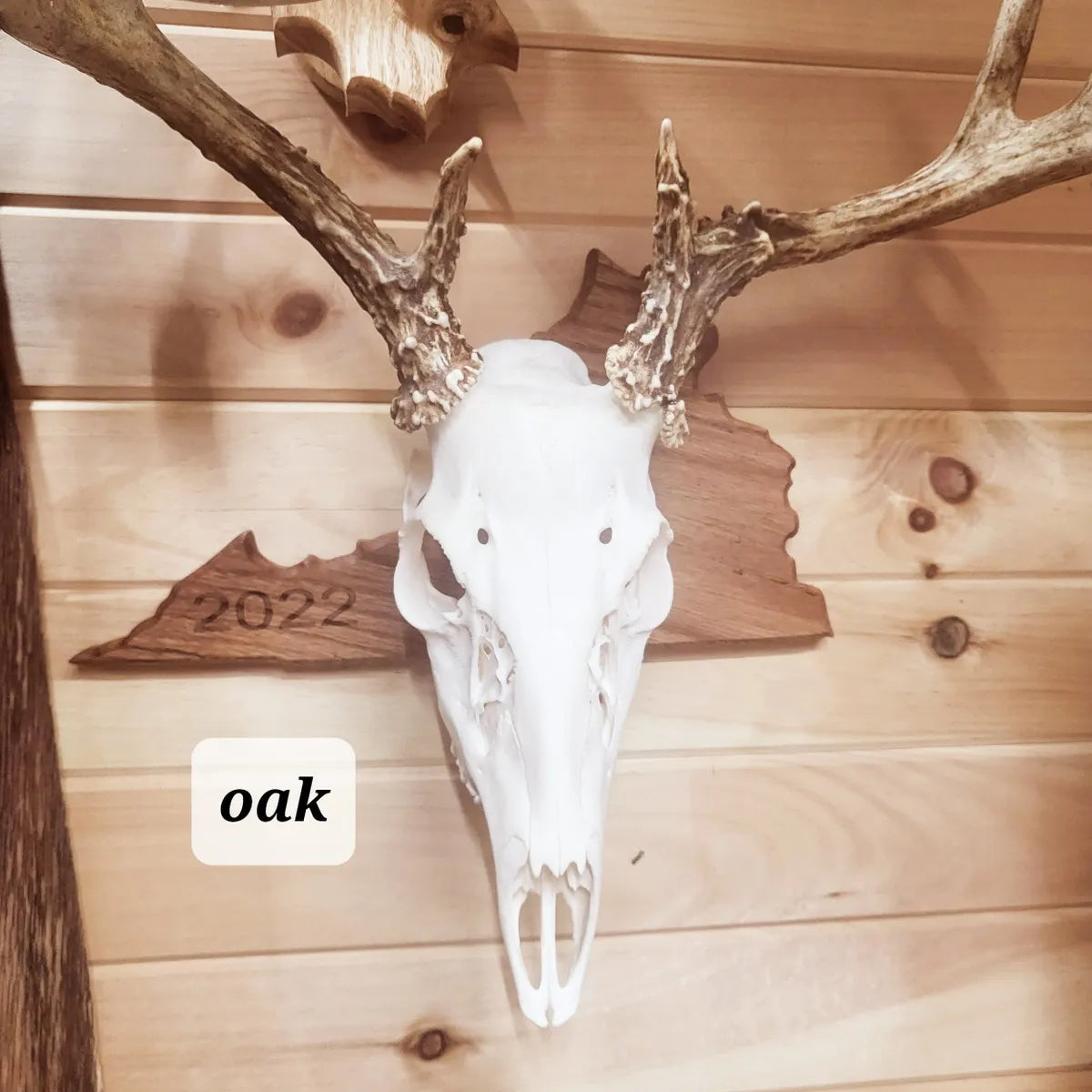 State European Deer Plaque Skull Mount