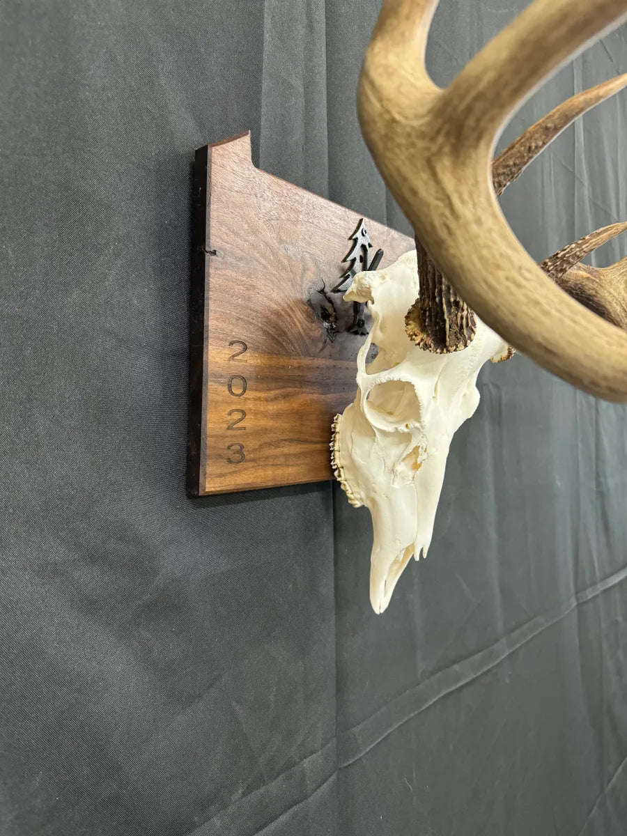 State European Deer Plaque Skull Mount