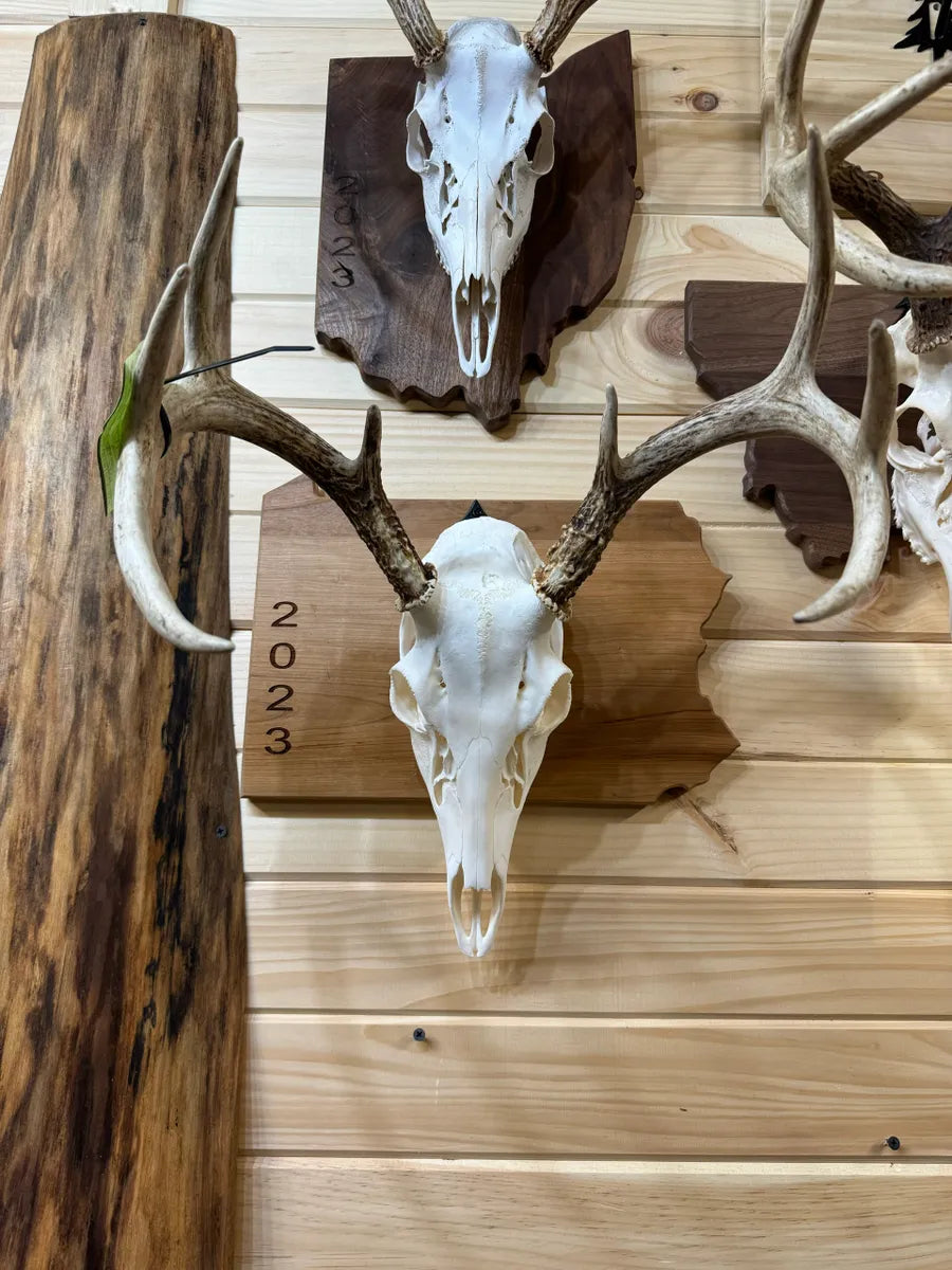 State European Deer Plaque Skull Mount